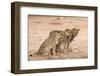 Lion Sub-Adults (Panthera Leo), Kgalagadi Transfrontier Park, South Africa, Africa-Ann and Steve Toon-Framed Photographic Print