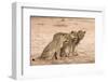 Lion Sub-Adults (Panthera Leo), Kgalagadi Transfrontier Park, South Africa, Africa-Ann and Steve Toon-Framed Photographic Print