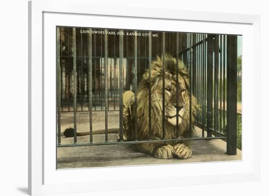 Lion, Swope Park Zoo, Kansas City, Missouri-null-Framed Premium Giclee Print