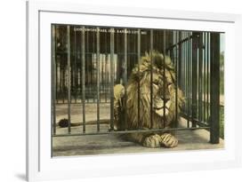 Lion, Swope Park Zoo, Kansas City, Missouri-null-Framed Premium Giclee Print