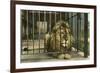 Lion, Swope Park Zoo, Kansas City, Missouri-null-Framed Premium Giclee Print