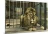 Lion, Swope Park Zoo, Kansas City, Missouri-null-Mounted Premium Giclee Print