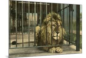 Lion, Swope Park Zoo, Kansas City, Missouri-null-Mounted Premium Giclee Print