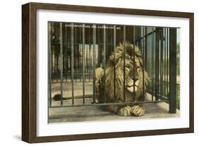 Lion, Swope Park Zoo, Kansas City, Missouri-null-Framed Art Print