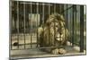 Lion, Swope Park Zoo, Kansas City, Missouri-null-Mounted Art Print