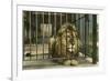 Lion, Swope Park Zoo, Kansas City, Missouri-null-Framed Art Print