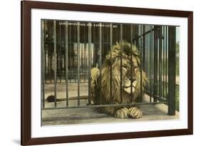 Lion, Swope Park Zoo, Kansas City, Missouri-null-Framed Art Print