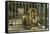 Lion, Swope Park Zoo, Kansas City, Missouri-null-Framed Stretched Canvas
