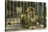 Lion, Swope Park Zoo, Kansas City, Missouri-null-Stretched Canvas
