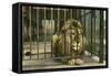 Lion, Swope Park Zoo, Kansas City, Missouri-null-Framed Stretched Canvas