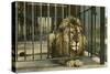 Lion, Swope Park Zoo, Kansas City, Missouri-null-Stretched Canvas