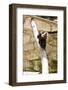 Lion Tailed Macaque-Veneratio-Framed Photographic Print