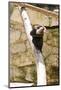 Lion Tailed Macaque-Veneratio-Mounted Photographic Print
