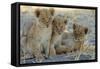 Lion Three 8 Weeks Old Cubs-null-Framed Stretched Canvas