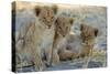 Lion Three 8 Weeks Old Cubs-null-Stretched Canvas