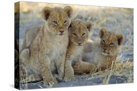 Lion Three 8 Weeks Old Cubs-null-Stretched Canvas