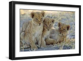 Lion Three 8 Weeks Old Cubs-null-Framed Photographic Print