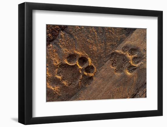 Lion tracks in the sand. Voi, Tsavo National Park, Kenya.-Sergio Pitamitz-Framed Photographic Print