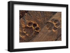 Lion tracks in the sand. Voi, Tsavo National Park, Kenya.-Sergio Pitamitz-Framed Photographic Print