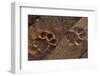 Lion tracks in the sand. Voi, Tsavo National Park, Kenya.-Sergio Pitamitz-Framed Photographic Print