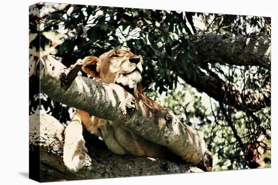 Lion Tree-Susan Bryant-Stretched Canvas