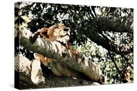 Lion Tree-Susan Bryant-Stretched Canvas