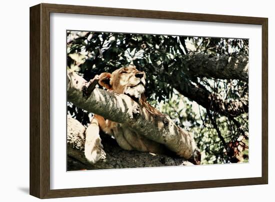 Lion Tree-Susan Bryant-Framed Photographic Print
