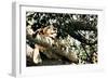 Lion Tree-Susan Bryant-Framed Photographic Print