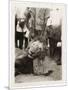 Lion Tué À La Mission de Luashi, c.1940-null-Mounted Premium Giclee Print