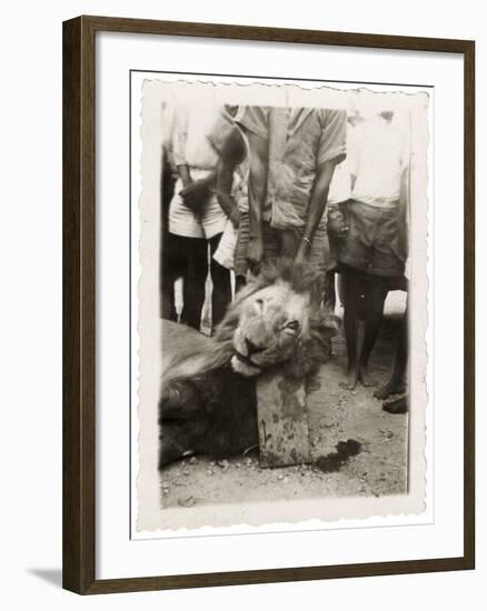 Lion Tué À La Mission de Luashi, c.1940-null-Framed Giclee Print