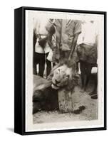 Lion Tué À La Mission de Luashi, c.1940-null-Framed Stretched Canvas