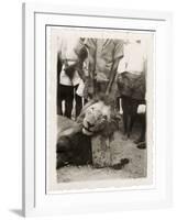 Lion Tué À La Mission de Luashi, c.1940-null-Framed Giclee Print