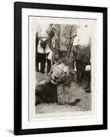 Lion Tué À La Mission de Luashi, c.1940-null-Framed Giclee Print