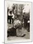 Lion Tué À La Mission de Luashi, c.1940-null-Mounted Giclee Print