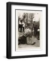 Lion Tué À La Mission de Luashi, c.1940-null-Framed Giclee Print