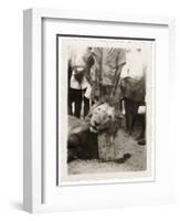 Lion Tué À La Mission de Luashi, c.1940-null-Framed Giclee Print