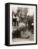 Lion Tué À La Mission de Luashi, c.1940-null-Framed Stretched Canvas