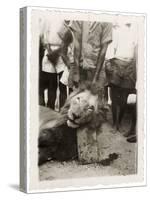 Lion Tué À La Mission de Luashi, c.1940-null-Stretched Canvas