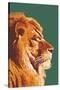 Lion Up Close-Lantern Press-Stretched Canvas