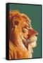 Lion Up Close-Lantern Press-Framed Stretched Canvas