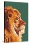 Lion Up Close-Lantern Press-Stretched Canvas