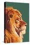 Lion Up Close-Lantern Press-Stretched Canvas