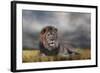 Lion Waiting for the Storm-Jai Johnson-Framed Giclee Print