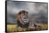 Lion Waiting for the Storm-Jai Johnson-Framed Stretched Canvas