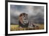 Lion Waiting for the Storm-Jai Johnson-Framed Premium Giclee Print