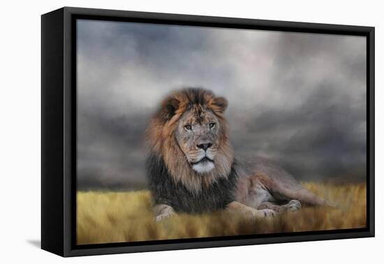 Lion Waiting for the Storm-Jai Johnson-Framed Stretched Canvas