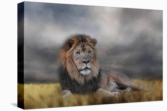 Lion Waiting for the Storm-Jai Johnson-Stretched Canvas