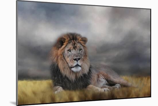 Lion Waiting for the Storm-Jai Johnson-Mounted Giclee Print