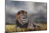 Lion Waiting for the Storm-Jai Johnson-Mounted Giclee Print