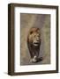 Lion Walking on Path-DLILLC-Framed Photographic Print